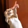 Reacciones tiktok 6 24