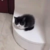 😻 Gatinhos para serem felizes 😻 9
