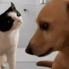🐶 PERRITOS PAL GRUPO 🐾 6
