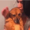 Dog gifs 2 5