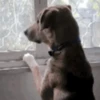 GIFs de Cachorros Reações 3 🐶 12