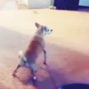 Só doguin🐶 10