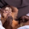 Monkykis 🐵🐵 7