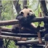 Pandas Fofinhos 🐼 13