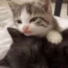 Gatos 😺/⁠ᐠ⁠｡⁠ꞈ⁠｡⁠ᐟ⁠\ 17