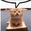 Gatos Curiosos 3😼👁️‍🗨️  13