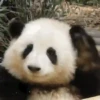Pandas Fofinhos 🐼 29
