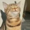 Gatos Curiosos 3😼👁️‍🗨️  10
