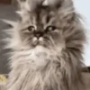 Animais engraçados  5