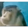 Dross sacando el dedo 10