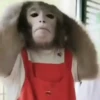 Monos 4🐒 changos🙈 15