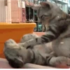SÓ GATINHOS FOFOS ❤️ 14