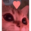 ANIMALITOS 🥺😍 8
