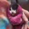 😽 Gatitos Que Necesitas 😻 11