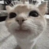 Animais do TikTok 😹 17
