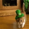 San Patricio 7