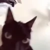 Chat Reactions 11