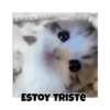 Gatos responden 🐱🌟 13