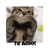 Gatos responden 🐱🌟 11