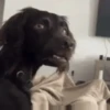 Cats and dogs 7
