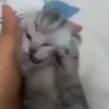 Gatinhos | Cats 🐱 15