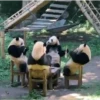 Pandas Fofinhos 🐼 17