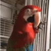 🦜 LORITOS PAL CHAT 🦜 9