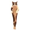 Meme Kucing Viral #2 🐱 16