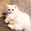🐱Michitos randoms🐱 13
