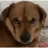 🗣️TikTok perros Pal chat🐶🐾🐕 12