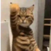 Animais engraçados  12