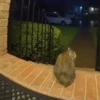 Fun animal reactions 7