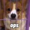 Memes de Pets🐾 8