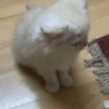 😻 Gatinhos para serem felizes 😻 10