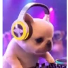 Perro Pibble Viral✨🐾 8