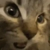 ANIMALITOS 🥺😍 11