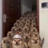 Reacciones tiktok 6 30