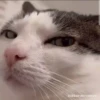 Gatos para tus chats  6