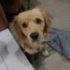 Cats and dogs 16