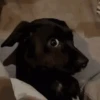 Dog gifs 2 9