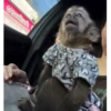 Monkys monitos  9