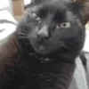 Animais do TikTok 😹 6