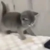 Gatos 2 9