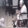 Animais do TikTok 😹 12