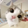 Котики для чата 🐾💬 17