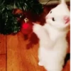 Natal chegando 10