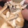 Feneko Amy 🦊 Animados 19