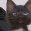 Banana cat 21