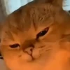 GATINHOS MEMES😹 15