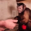 Animais engraçados  15